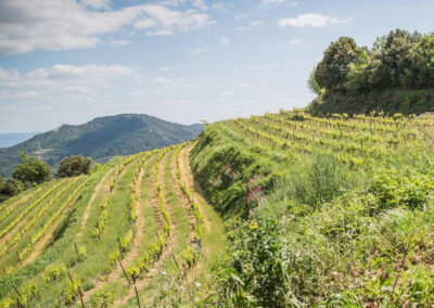 Domaine de la Ferme Saint-Martin - les vignes