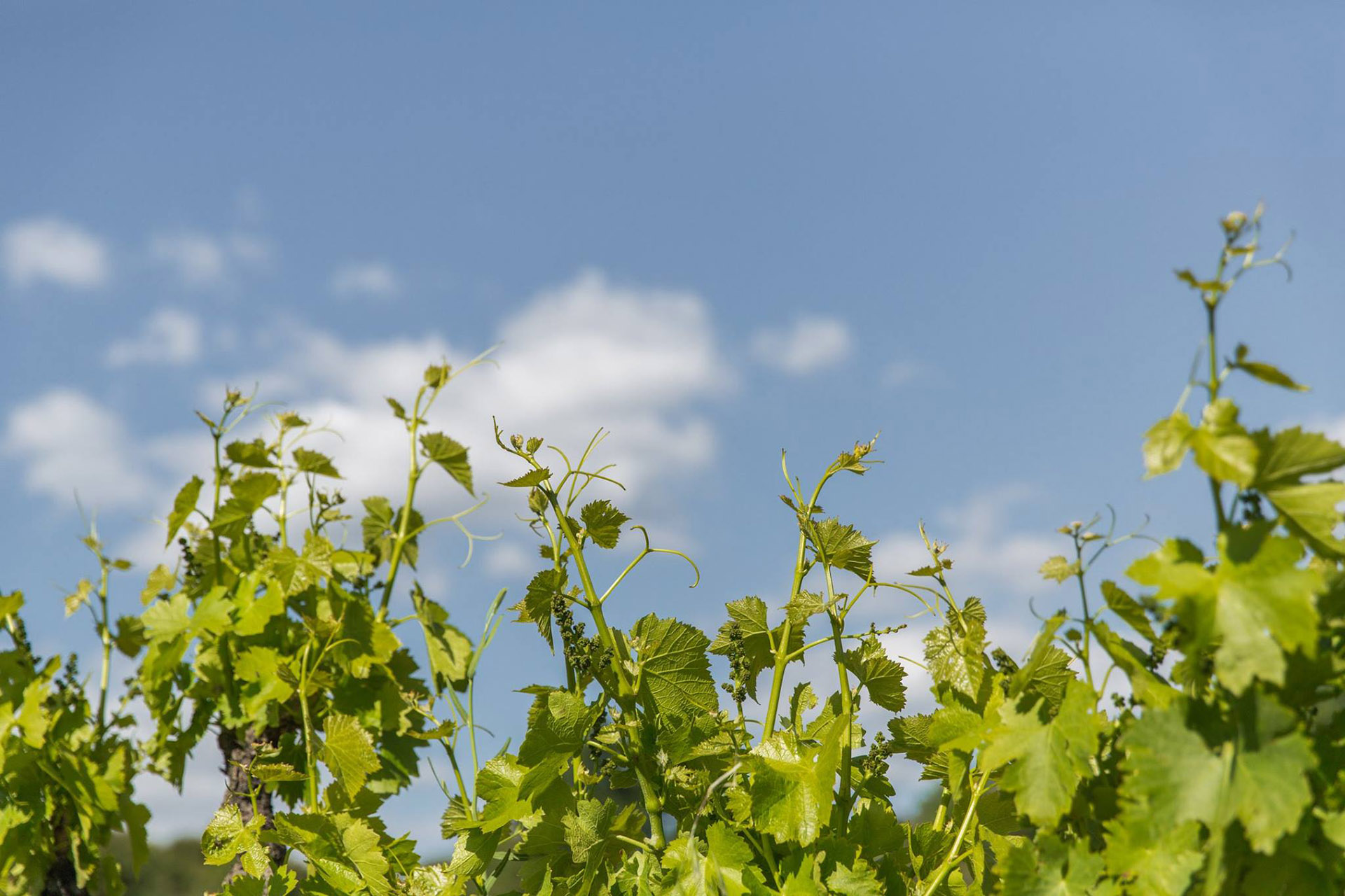 Domaine de la Ferme Saint-Martin - nos ateliers oenotourisme et bien-être
