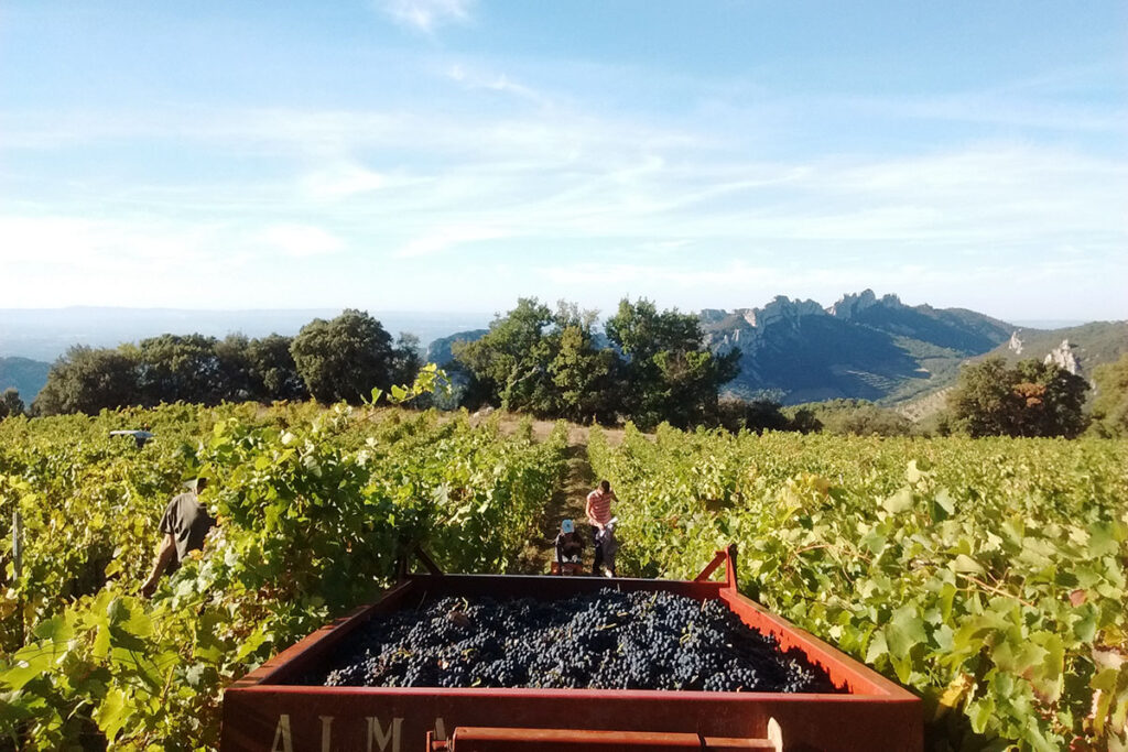 Vendanges 2011