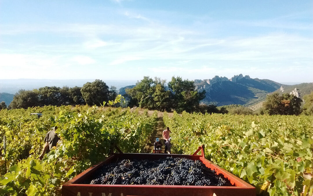 Vendanges 2011