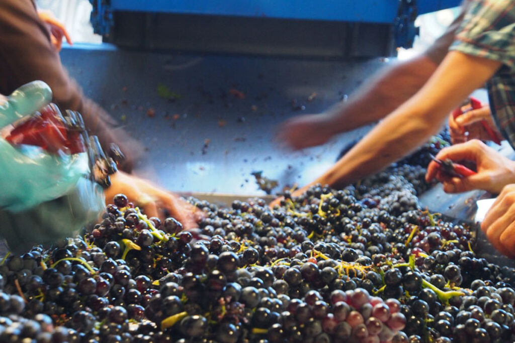 Vendanges 2012