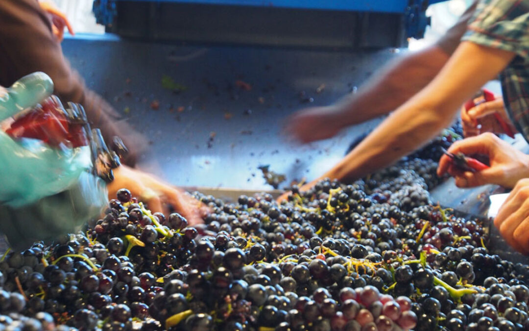 Vendanges 2012